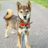 柴犬(標準サイズ)【千葉県・男の子・2025年2月17日・胡麻】の写真2