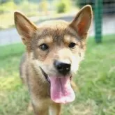 柴犬(標準サイズ)【千葉県・男の子・2025年5月19日・胡麻】の写真5
