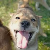 柴犬(標準サイズ)【千葉県・男の子・2025年5月19日・胡麻】の写真6