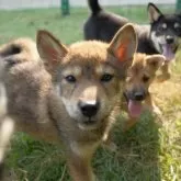 柴犬(標準サイズ)【千葉県・男の子・2025年5月19日・胡麻】の写真7