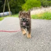 柴犬(標準サイズ)【千葉県・男の子・2025年2月17日・胡麻】の写真7
