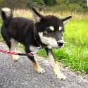柴犬(標準サイズ)【千葉県・男の子・2024年5月23日・黒】の写真4