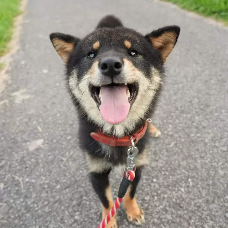 ID:2407-06556の子犬