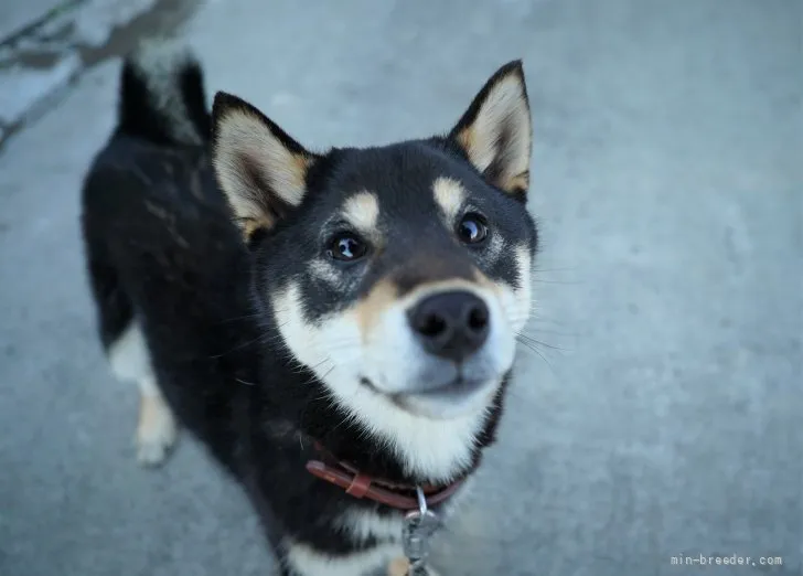 ID:2201-02744の子犬