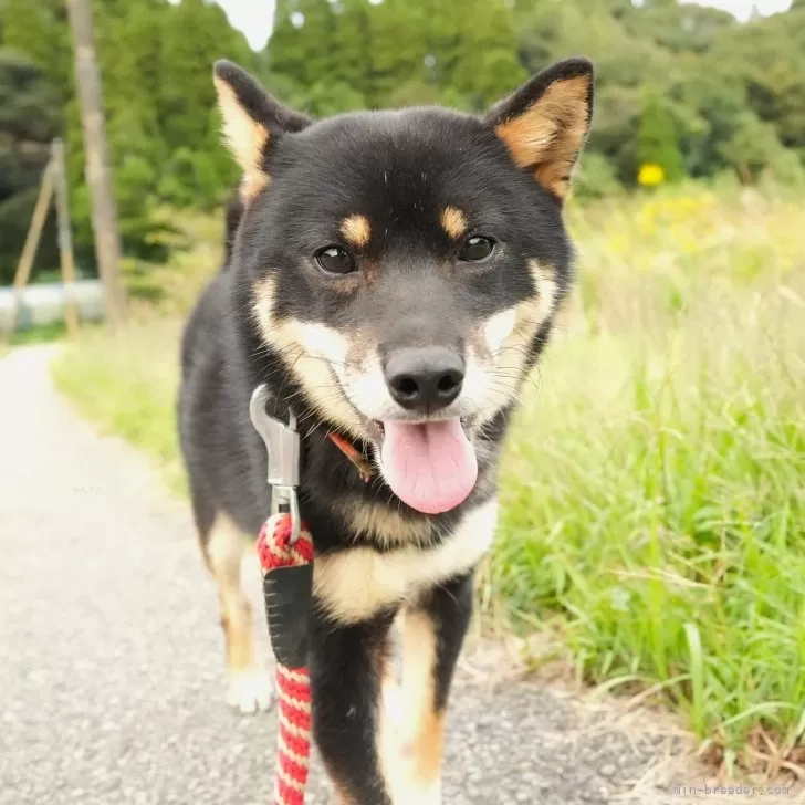 T.S 様のお迎えした子犬