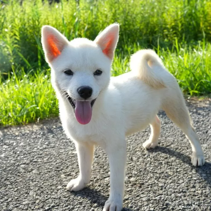 ID:2409-04665の子犬