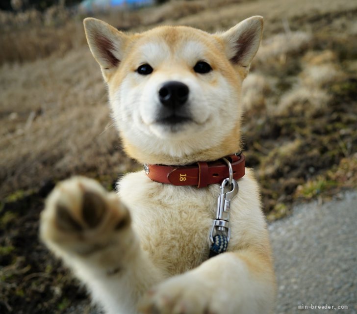 柴犬 千葉県 女の子 21年10月18日 赤 カワイイ はねこんま みんなのブリーダー 子犬id 23 柴犬 千葉県 女の子 21年10月18日 赤 カワイイ はねこんま みんなのブリーダー 子犬id 23