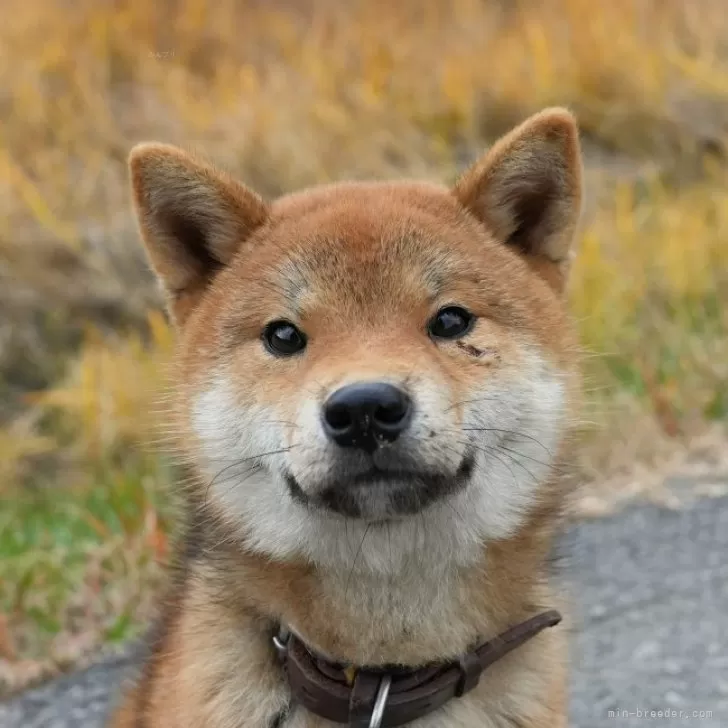 ID:2310-01900の子犬