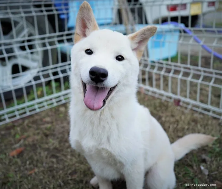 ID:2111-02741の子犬