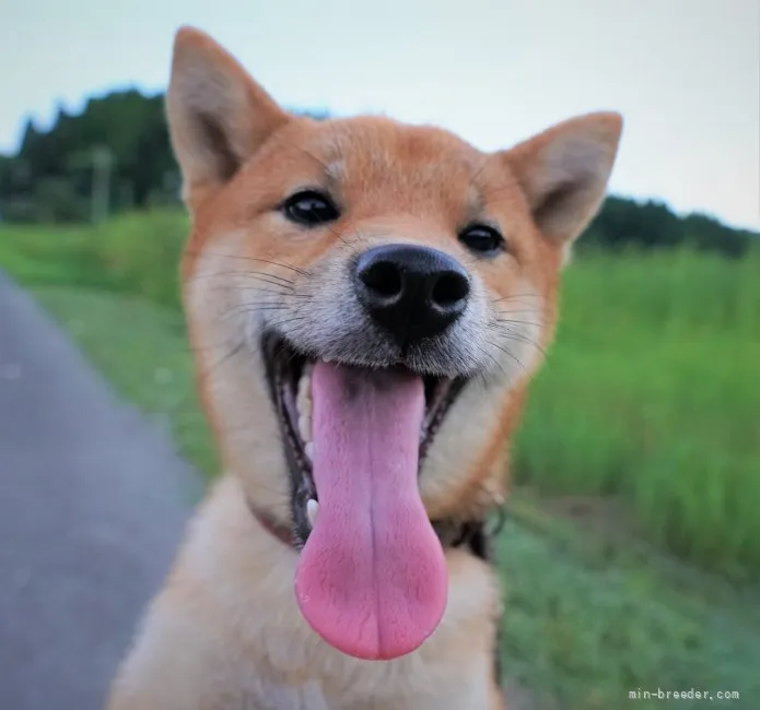 ID:2107-03319の子犬