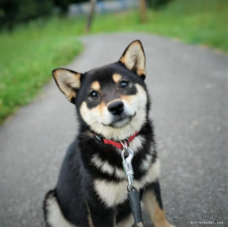 ID:2207-02841の子犬