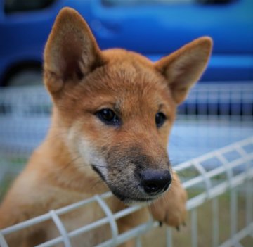 柴犬(標準サイズ)【千葉県・男の子・2021年5月11日・赤】の写真「遊び相手にもってこい！」