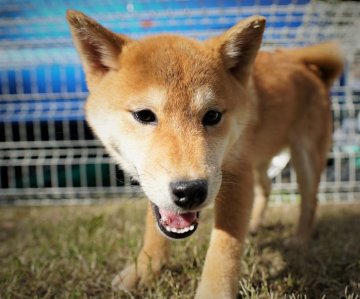 柴犬(標準サイズ)【千葉県・女の子・2021年6月10日・赤】の写真「カワイイ♪元気！」