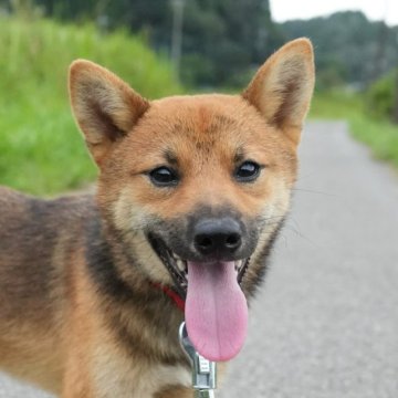 柴犬(標準サイズ)【千葉県・男の子・2023年2月20日・赤】の写真「カワイイ♪どろぼうさん！」
