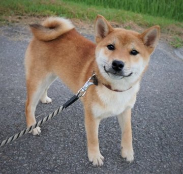 柴犬(標準サイズ)【千葉県・男の子・2020年11月16日・赤】の写真「少し小ぶりで温厚、飼いやすいと思います。」