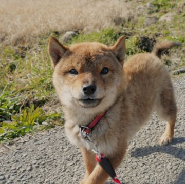 柴犬(豆柴)【千葉県・男の子・2023年9月1日・胡麻】の写真「小さな胡麻柴ピコピコ歩く♪」