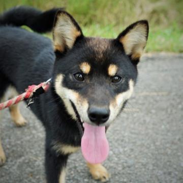 柴犬(標準サイズ)【千葉県・女の子・2022年2月14日・黒】の写真「温厚でカワイイ黒娘」