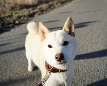 柴犬(標準サイズ)【千葉県・女の子・2021年6月28日・白】の写真「カワイイ♪白柴！」