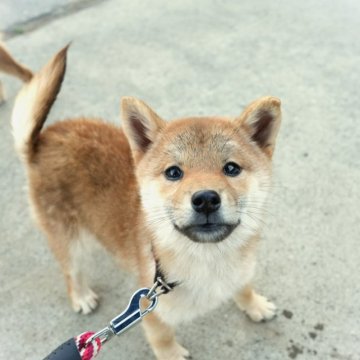 柴犬(標準サイズ)【千葉県・女の子・2023年8月4日・赤】の写真「♪お茶目な柴娘♪」