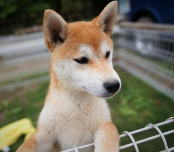 柴犬(標準サイズ)【千葉県・女の子・2020年11月16日・赤】の写真「人懐っこい元気娘♪」