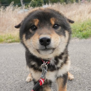 柴犬(標準サイズ)【千葉県・男の子・2023年9月1日・黒】の写真「どすこい！カワイイ柴男くん♪」