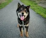 柴犬(標準サイズ)【千葉県・男の子・2021年9月2日・黒】の写真1「20220414撮影」