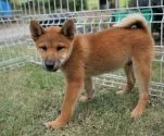 柴犬(標準サイズ)【千葉県・男の子・2021年5月11日・赤】の写真2「20210819撮影」