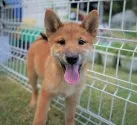 柴犬(標準サイズ)【千葉県・男の子・2021年5月11日・赤】の写真3「20210819撮影」