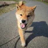 柴犬(標準サイズ)【千葉県・女の子・2022年8月26日・赤】の写真3「20230311撮影」