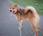 柴犬(標準サイズ)【千葉県・男の子・2021年1月14日・赤】の写真4