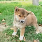 柴犬(標準サイズ)【千葉県・男の子・2024年3月15日・赤】の写真5
