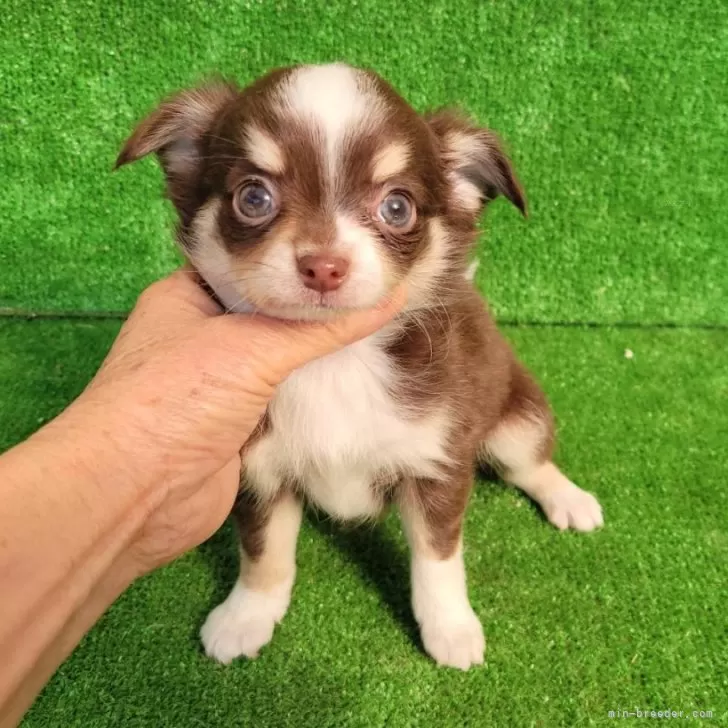ID：2501-04739の子犬