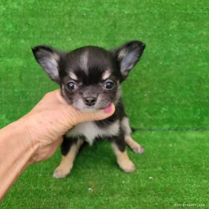 K.I 様のお迎えした子犬