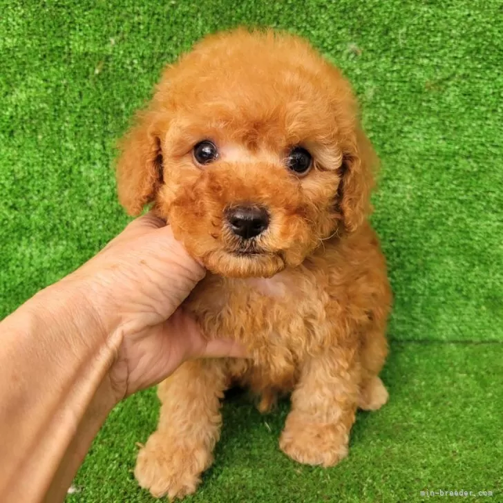 ID:2502-07125の子犬