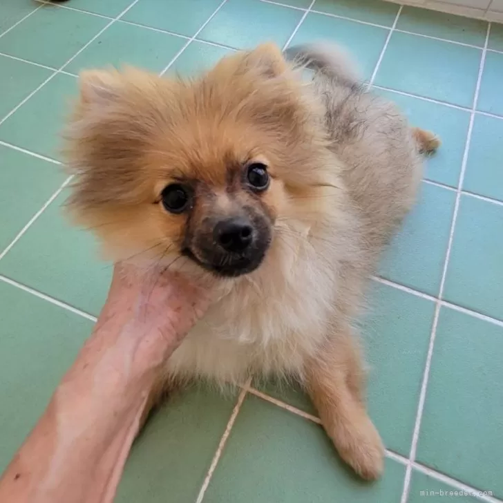 ID：2508-07929の子犬