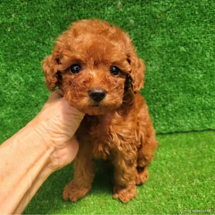 ID：2506-02508の子犬