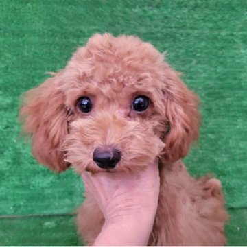 タイニープードル【福岡県・男の子・2025年7月4日・レッド】の写真「お目めくりくりの激かわちゃん✨️」