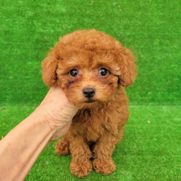 トイプードル(タイニー)【福岡県・男の子・2024年3月12日・レッド】の写真「お目めくりくりの激かわちゃん✨️」