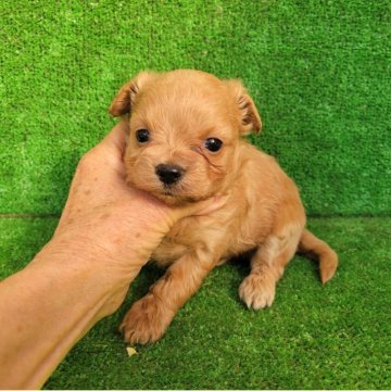 チワワ(ロング)【福岡県・男の子・2025年11月6日・クリーム】の写真「チワプーです。どんどんかわいくなります✨️」