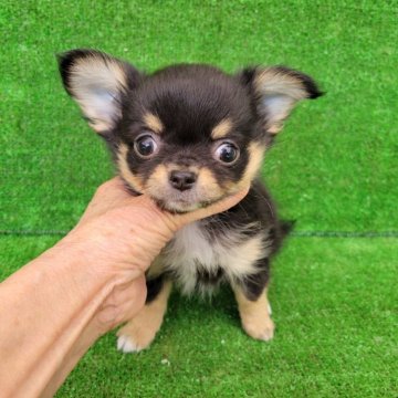 チワワ(ロング)【福岡県・男の子・2025年1月12日・トライ】の写真「トライカラー！可愛いチワワちゃん✨️」