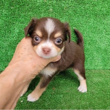 チワワ(ロング)【福岡県・男の子・2025年7月11日・チョコタン&ホワイト】の写真「人気のカラーかわいい男の子です✨️」