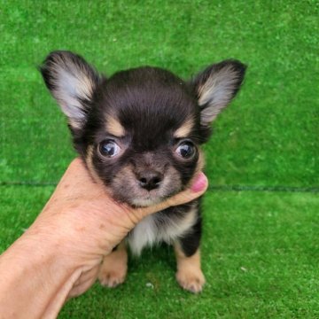 チワワ(ロング)【福岡県・男の子・2025年1月12日・トライ】の写真「トライカラー！ゴールデンウィーク特別価格！」