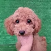 タイニープードル