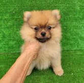 ポメラニアン