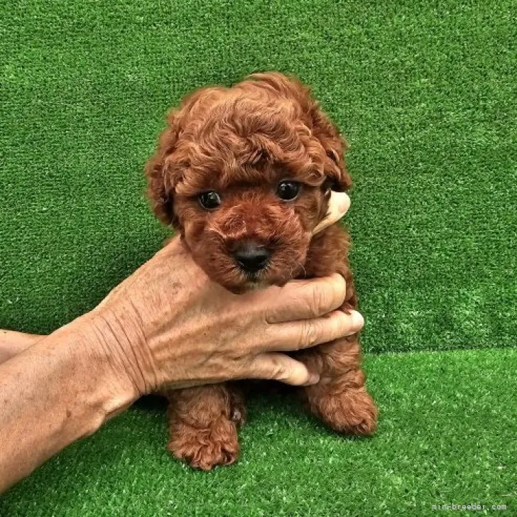 ID:2305-04622の子犬