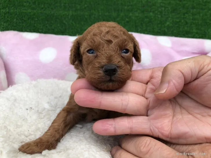 ID:2109-02191の子犬