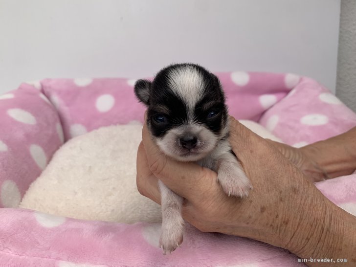 チワワ ロング 福岡県 男の子 年6月17日 ブラックタン ホワイト 小ぶりでマズルのつまったかわいい 男の子です みんなのブリーダー 子犬id 07