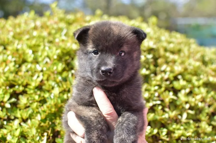 H.K あめや 様のお迎えした子犬