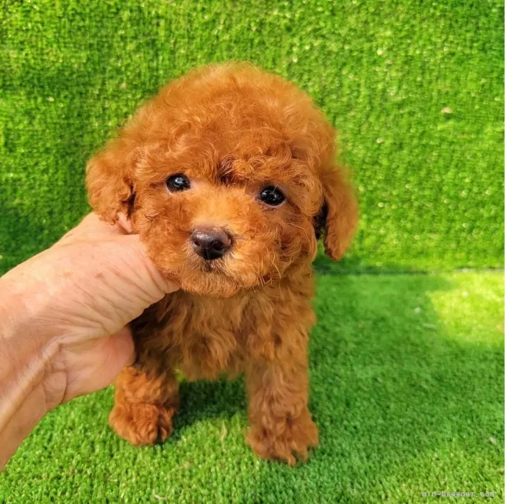 ID：2404-05534の子犬