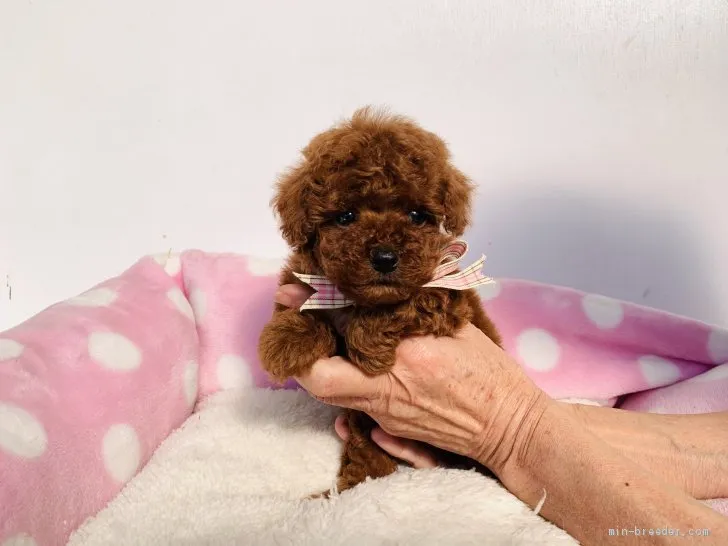 ID:2011-01175の子犬
